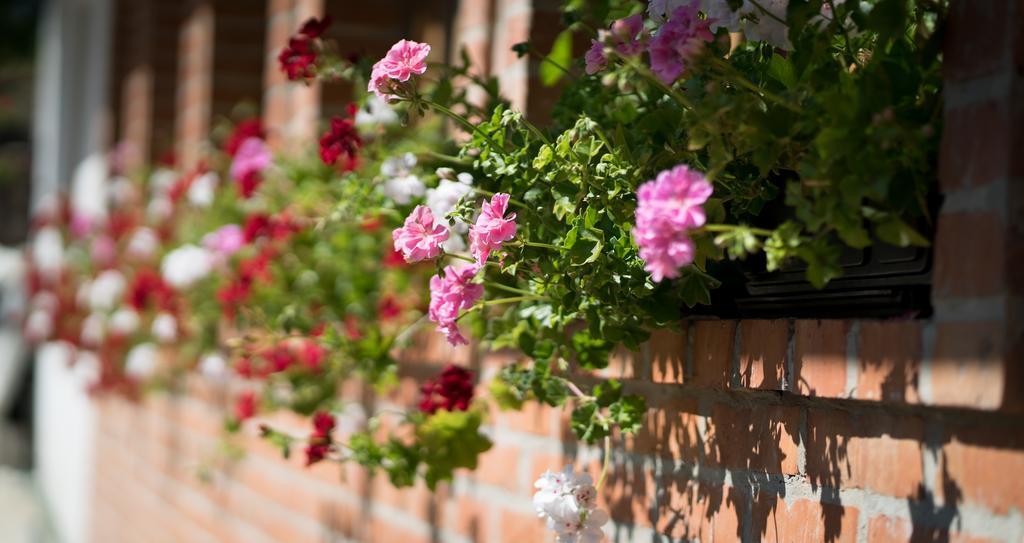Guest House Vila Djokic Ζλάτιμπορ Εξωτερικό φωτογραφία